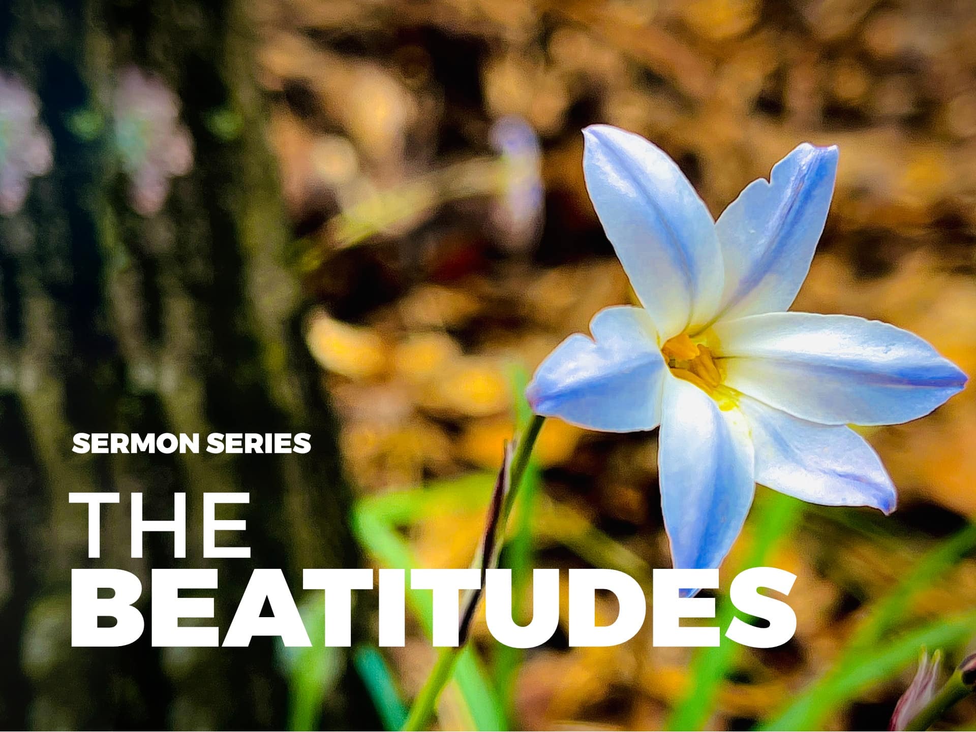 The Beatitudes (Part 1)